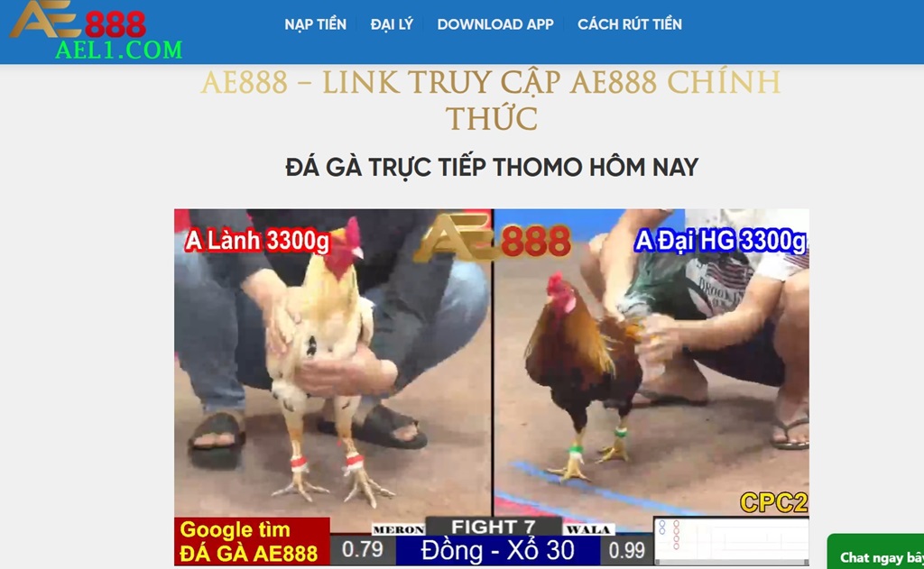 Đá Gà Trực Tiếp Thomo tại Ael1.com